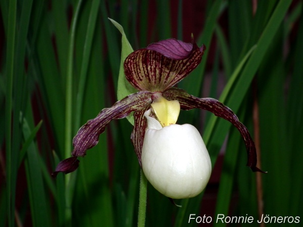 Cypripedium kentuky 